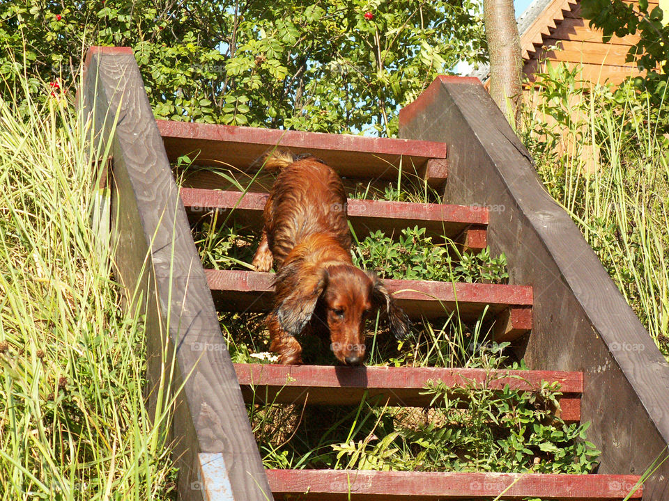 brown long-haired dog. dachshund