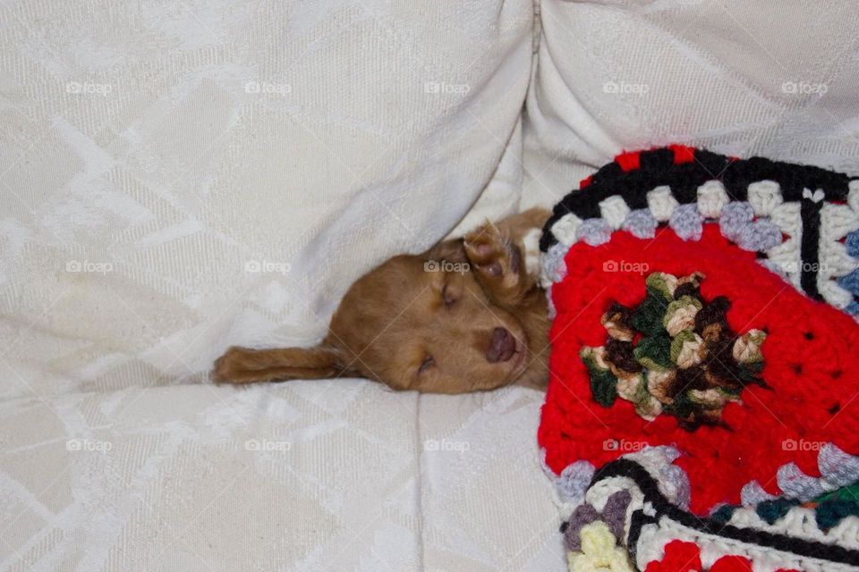 Sleepy baby dachshund 