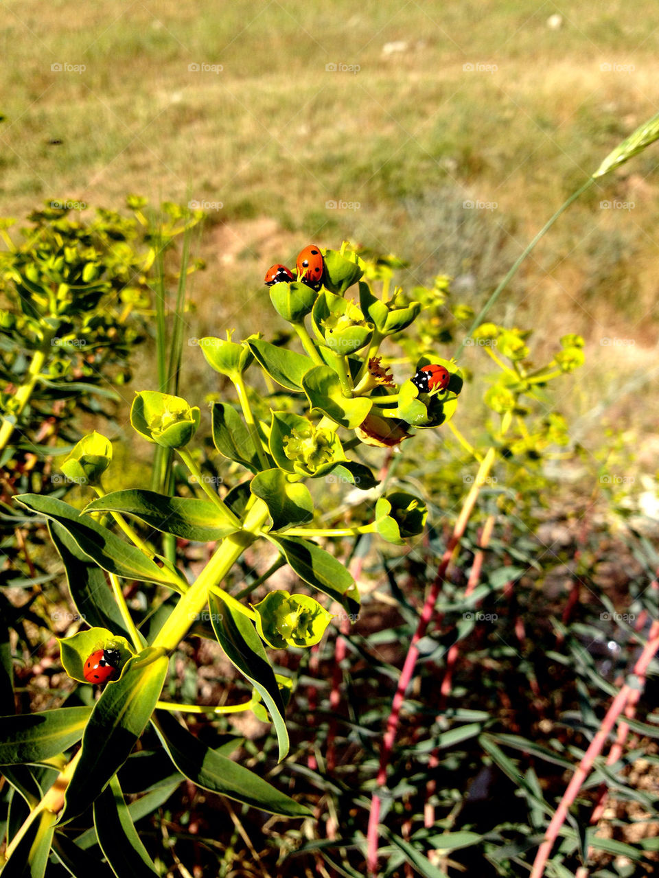 green spring red insect by a.bilbaisi