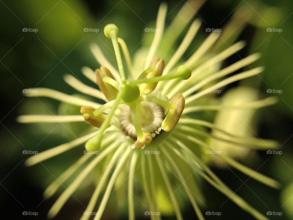 The intricate detail and beauty of this flower growing on the side of my country road is passed by daily.  Sad to know no one sees it.