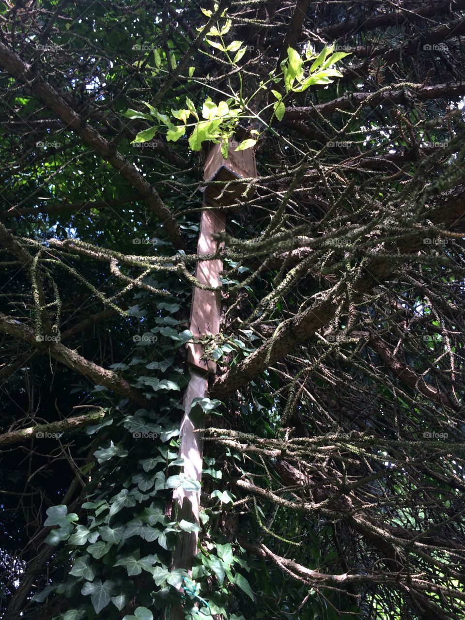 Bird nest box in tree
