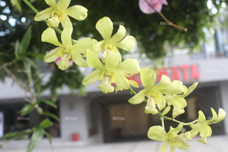 beautiful yellow flowers