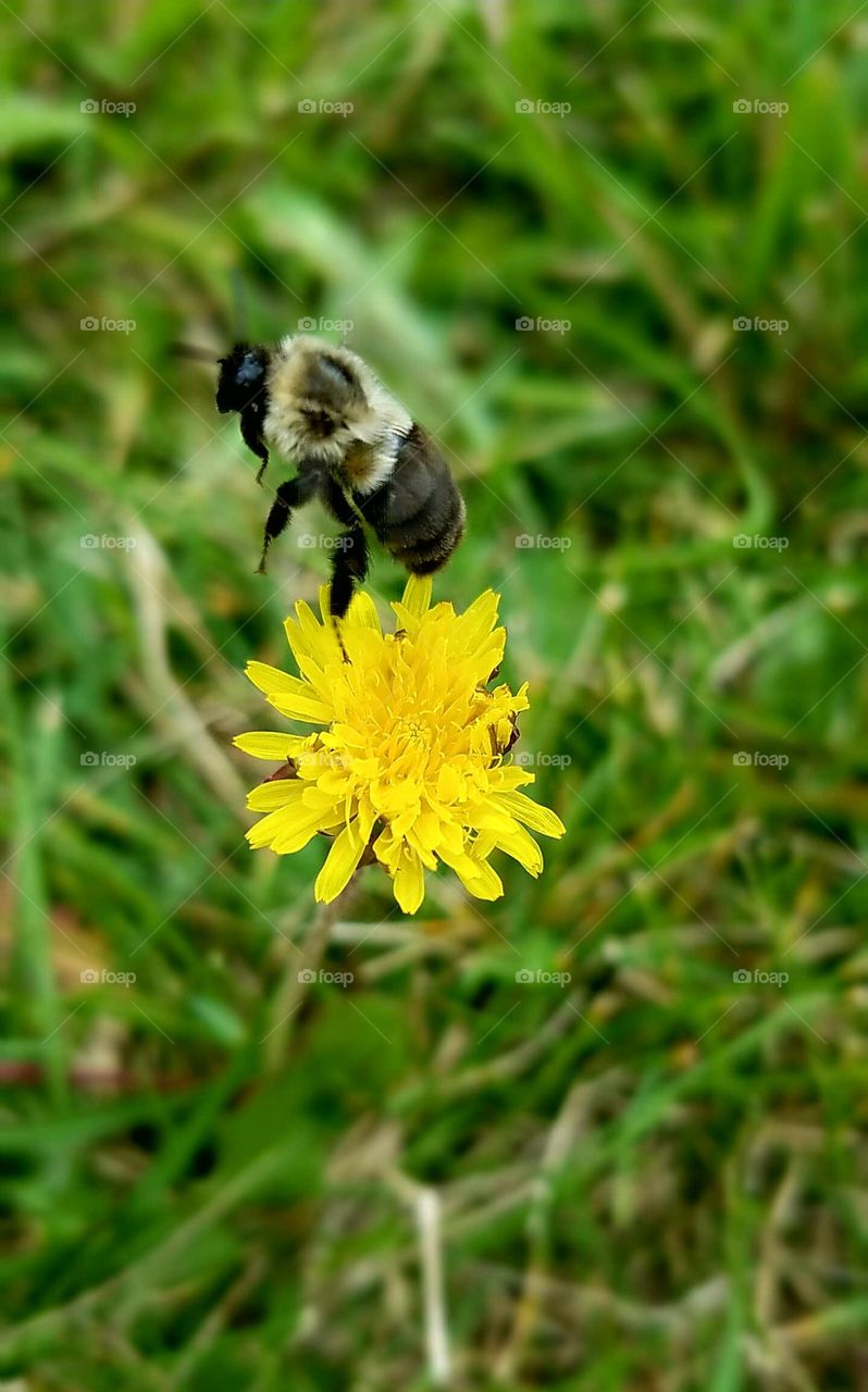 Finished pollinating and onto the next