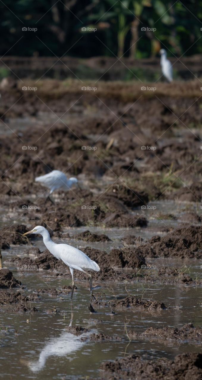 The Javan Pond Heron Birds walk in paddy field