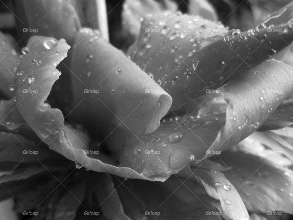 Beautiful in black and white