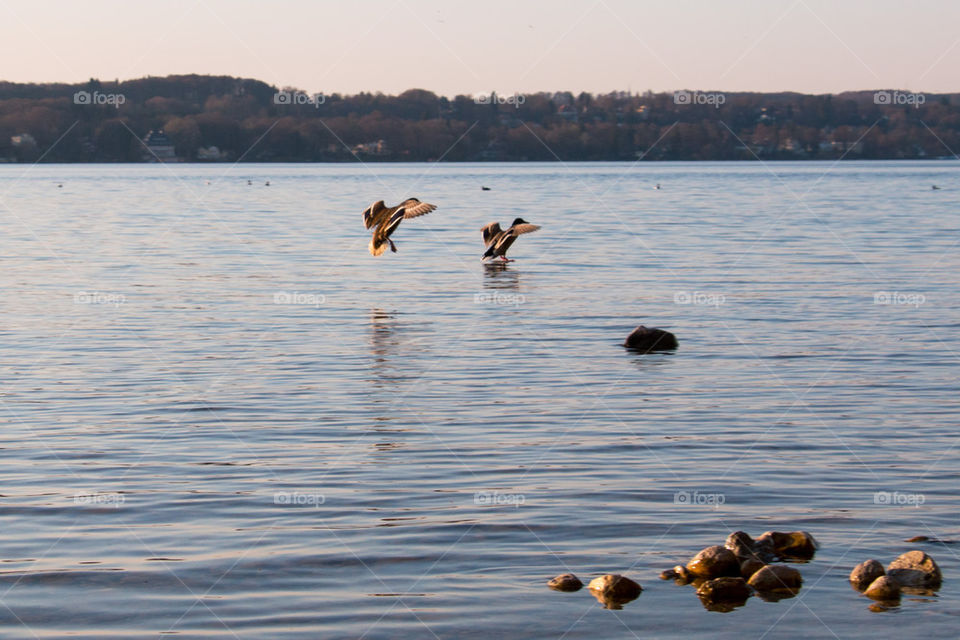 Close-ups of ducks flying over lake