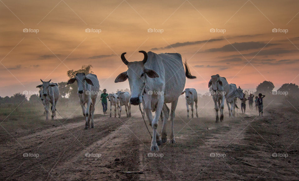 Oxen coming home at sunset