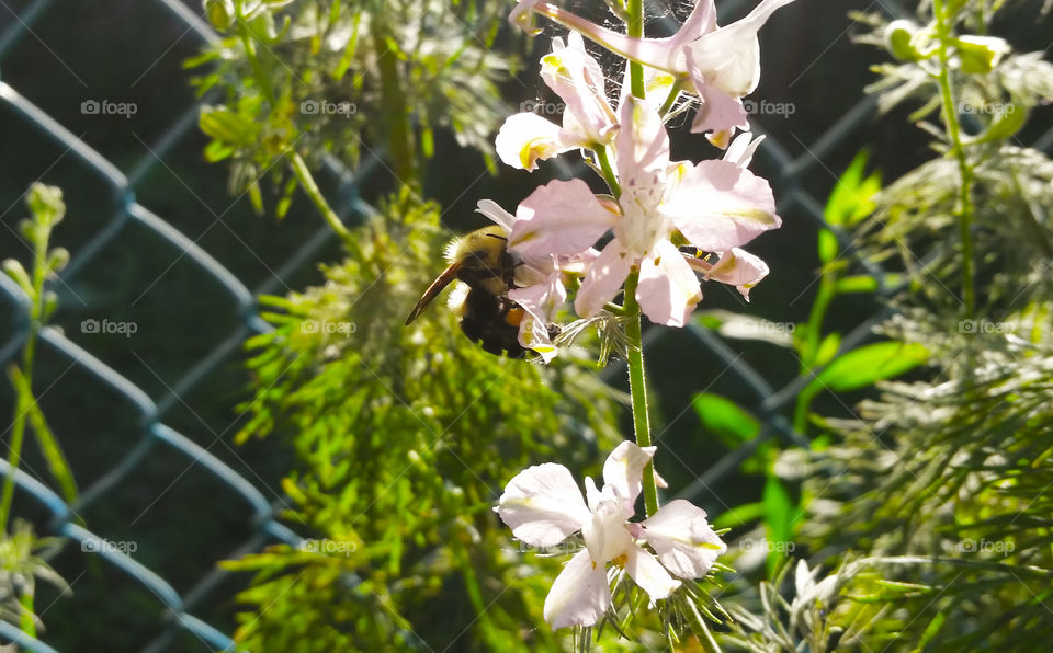 Bumblebee eating pollen