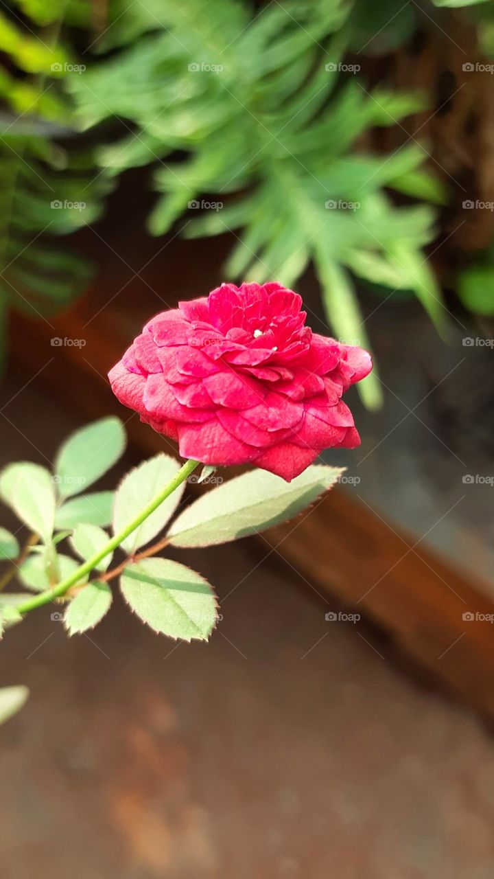 Beautiful Rose, Natural Photography, Red Rose