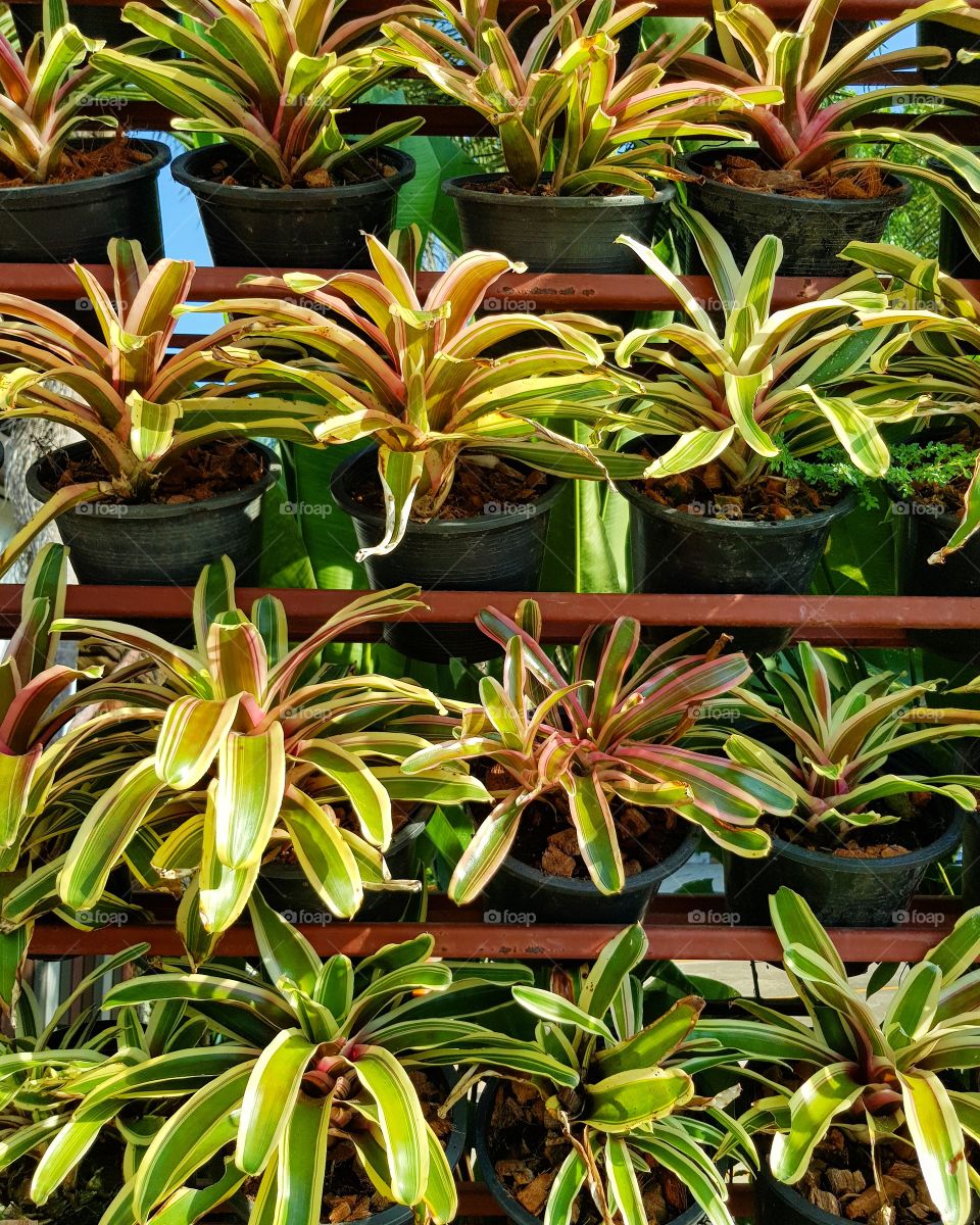 Plant pots in garden