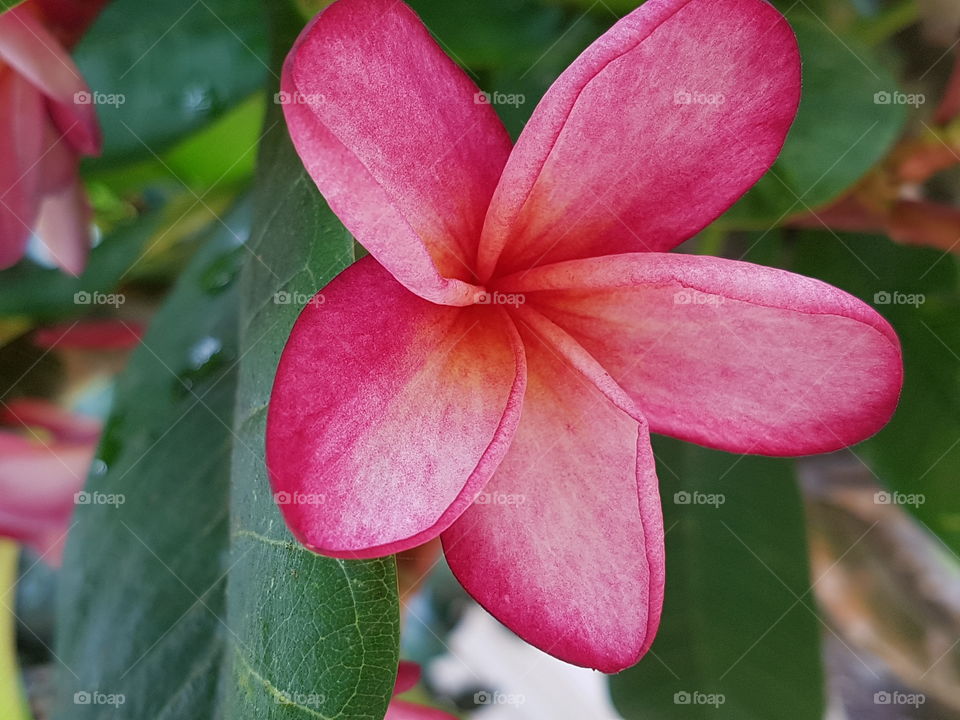 frangipani flower