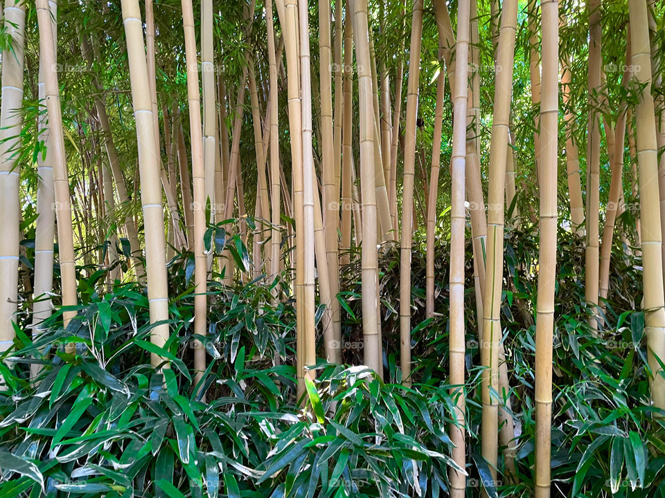 Bamboo Forest 🎋