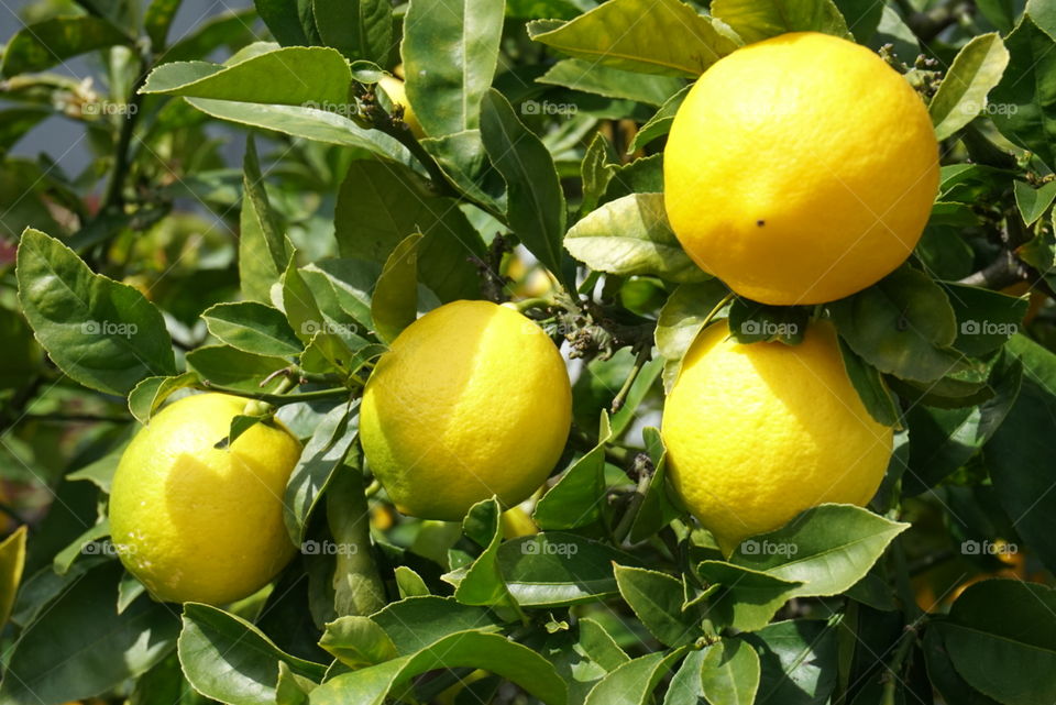 Close-Up Mild Lemons
Spring 
California