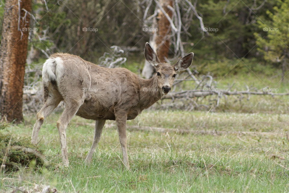 deer grazing