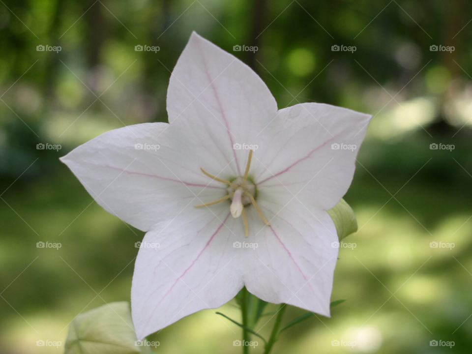 White flower