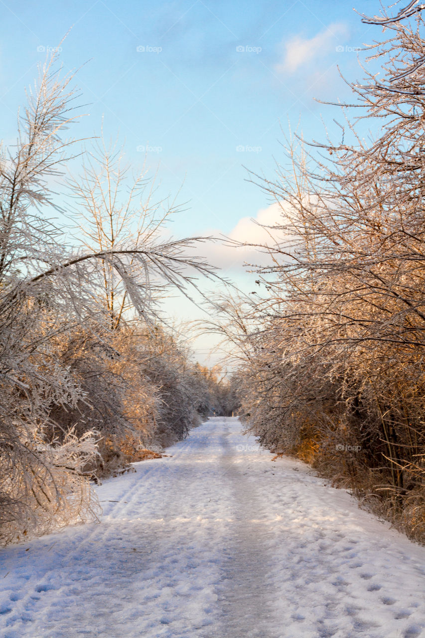 Golden hour on a cold winter day, along a long walking trail where all the trees and plants are covered in a layer of ice