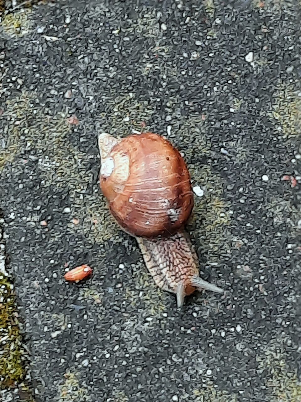 New life in spring garden - shell snail