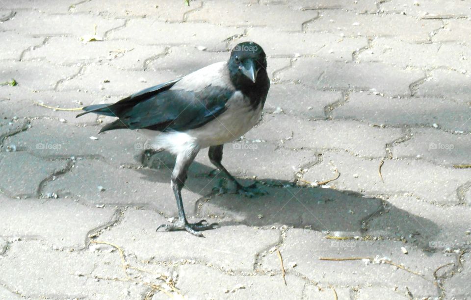 Bird, Nature, No Person, Snow, Outdoors