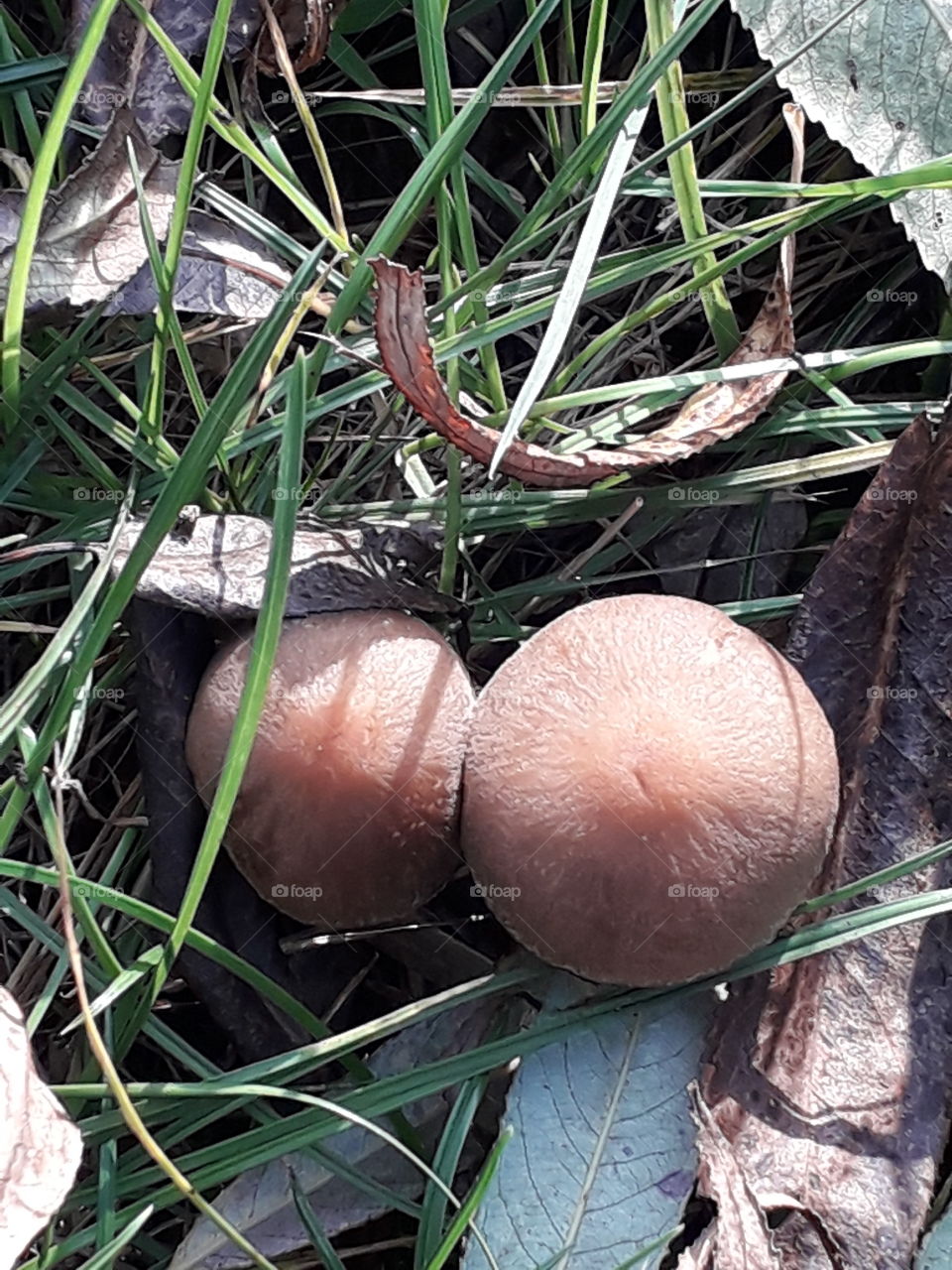 small wild brown  mushrooms  in the meadow