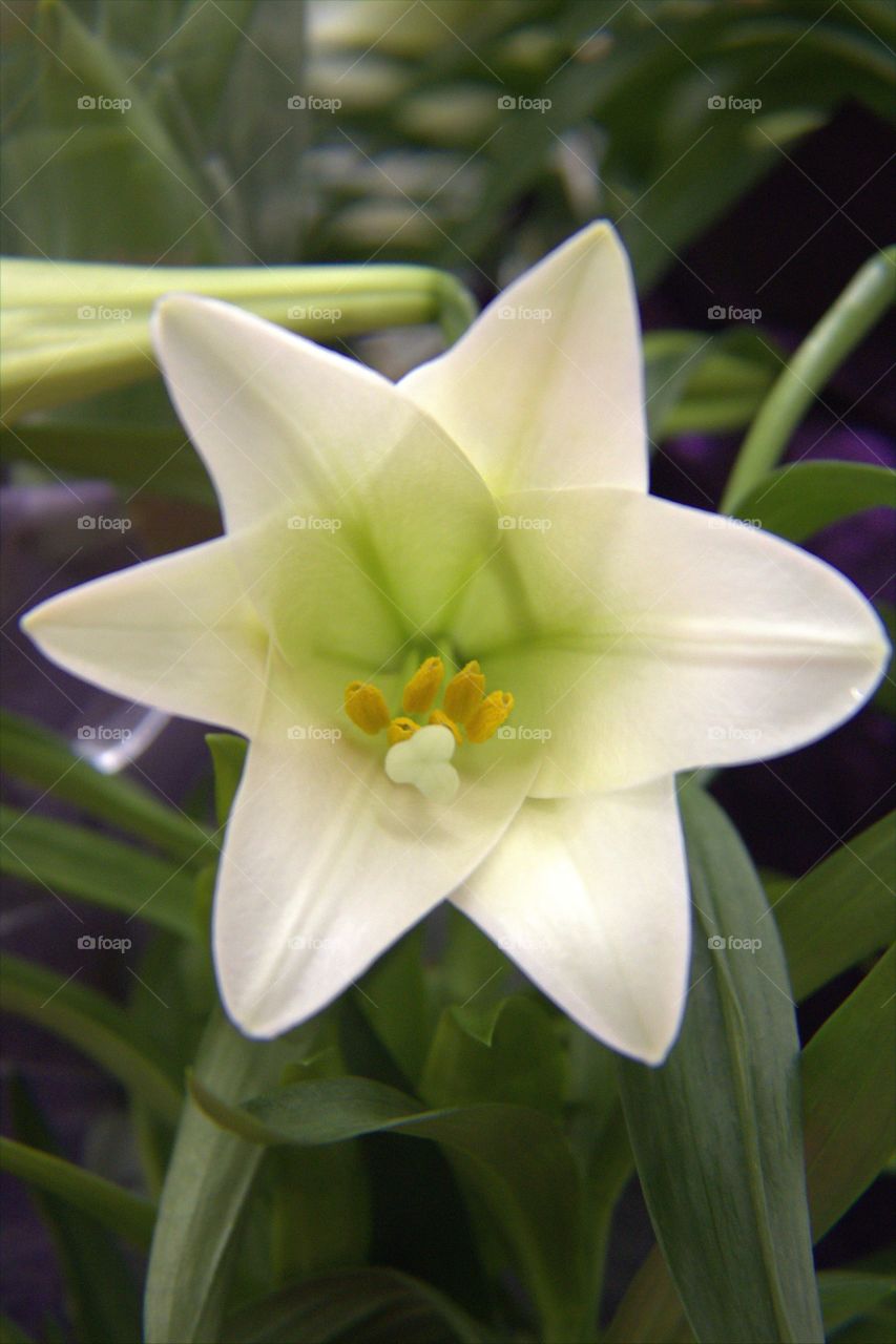 White Easter Lily