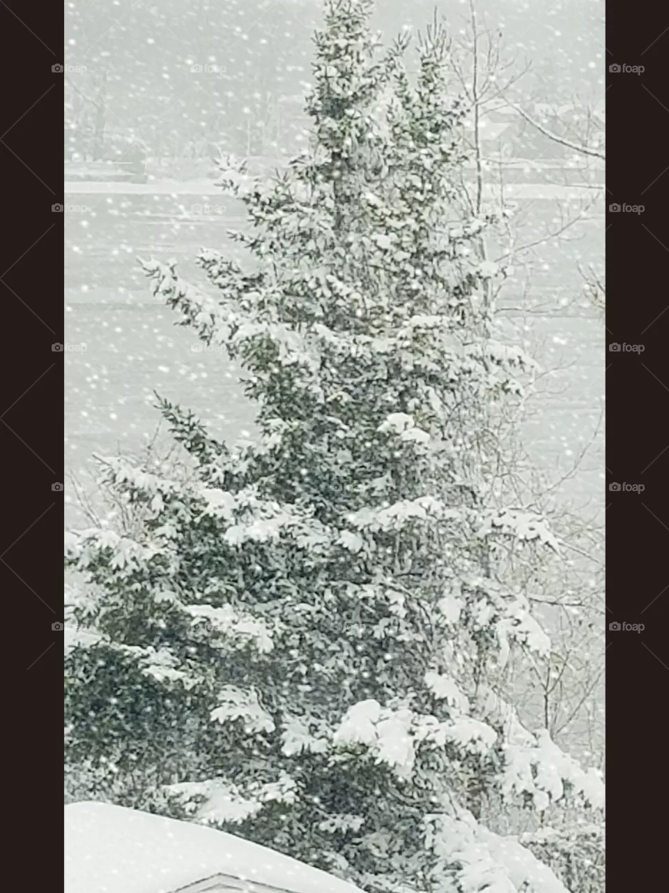 Snowy morning