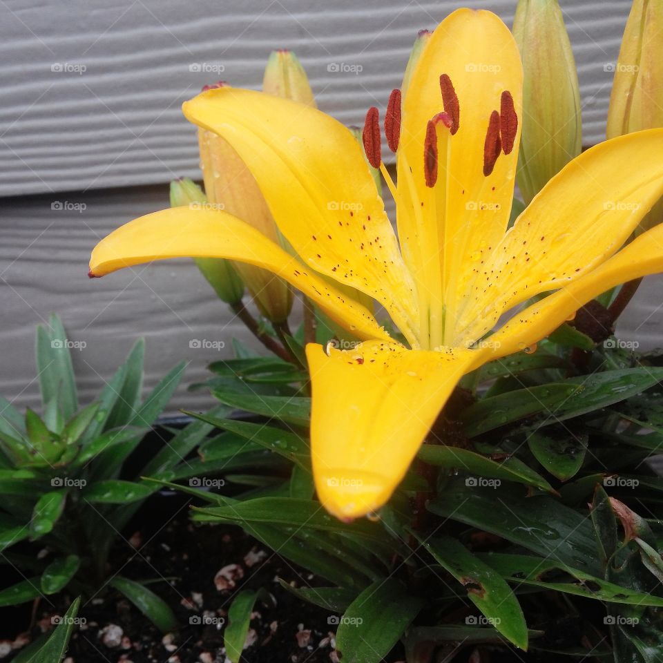 friendship lily. garden in the city