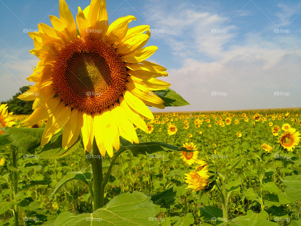 sunflower field