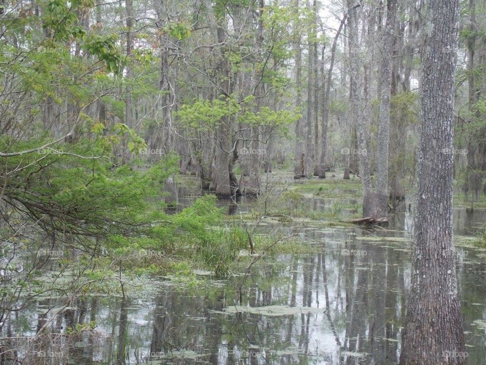 Swamp