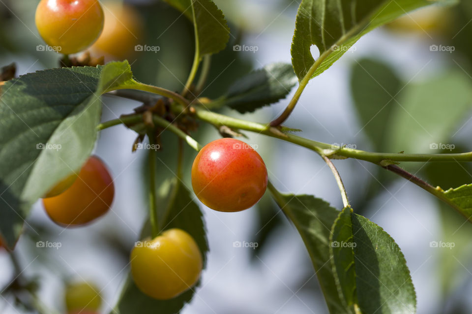 Ripe and unripe cherry on a branch in garden. close up. summer berries concept