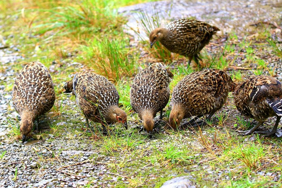 Beautiful and cute chicken