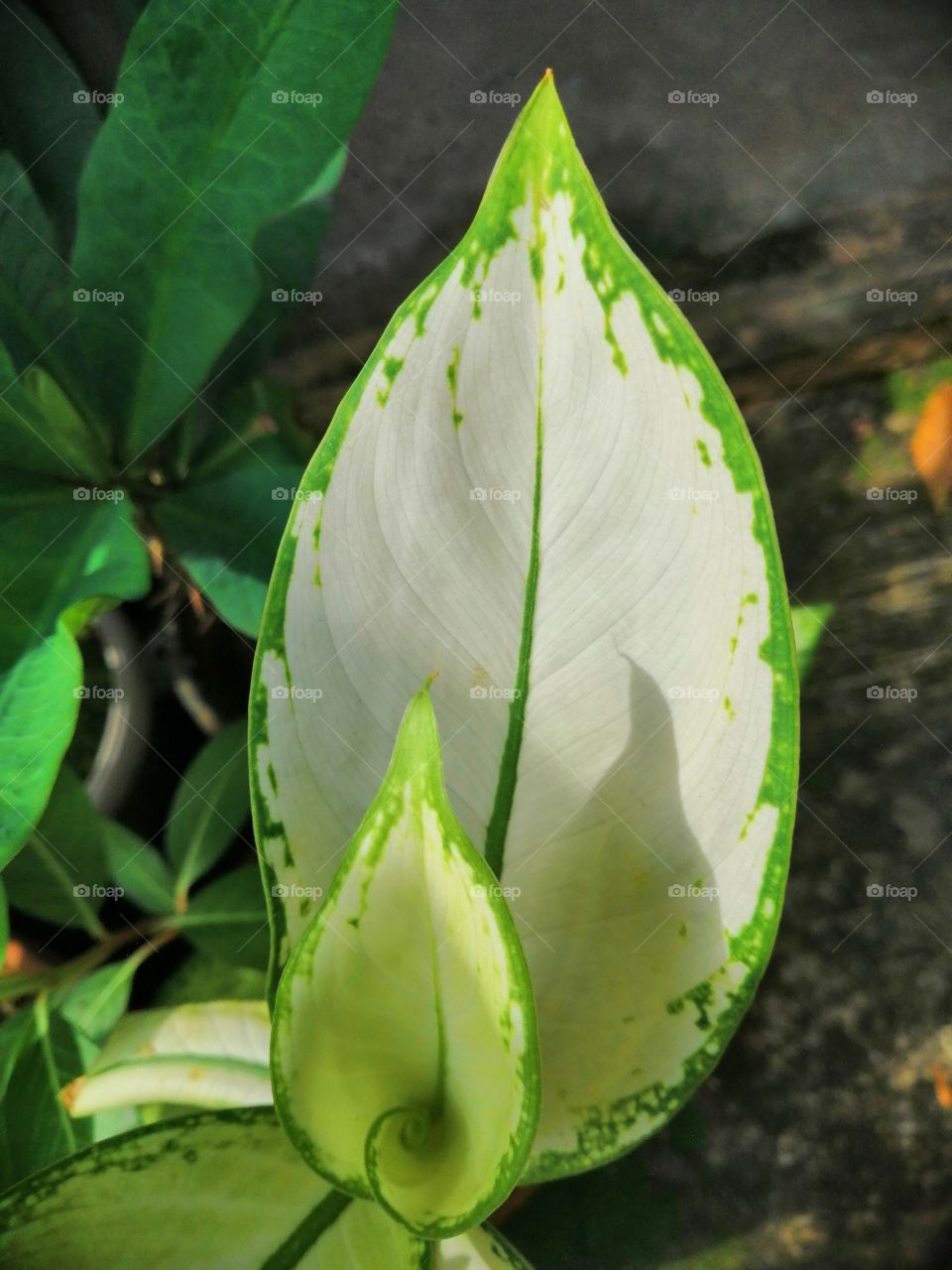 Leaf