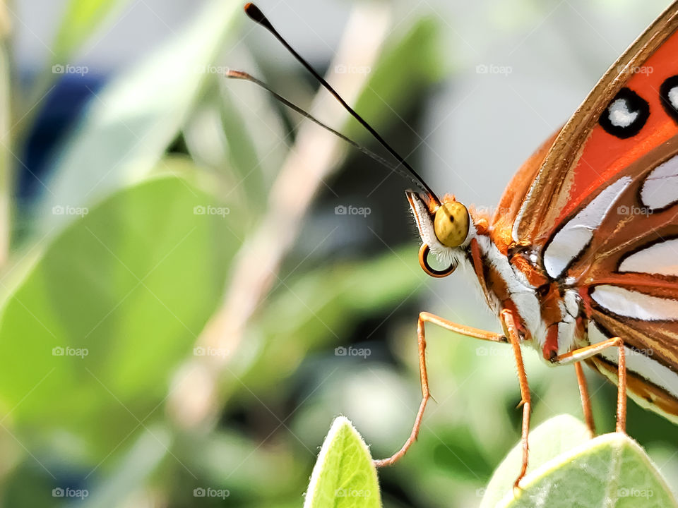 The friendly Gulf Fritillary popping in to say hello while standing on green pineapple guava shrub leaves.