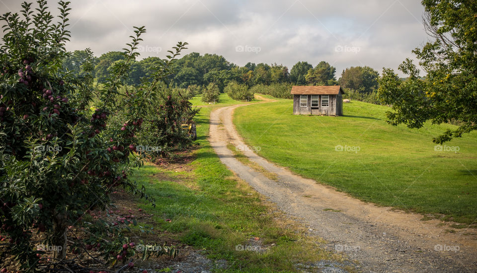 Apple orchard walkway