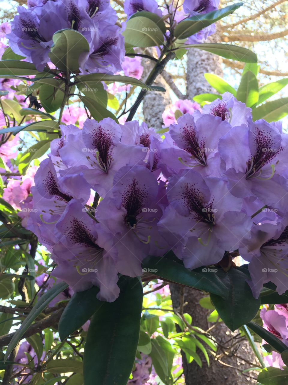 Summer Rhododendrons 