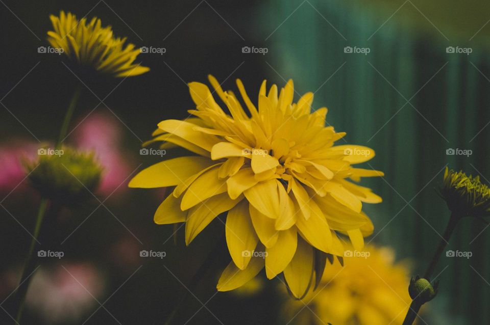 wonderful ... image🖼️
   Beautiful Flower🌼 Leaf🍁