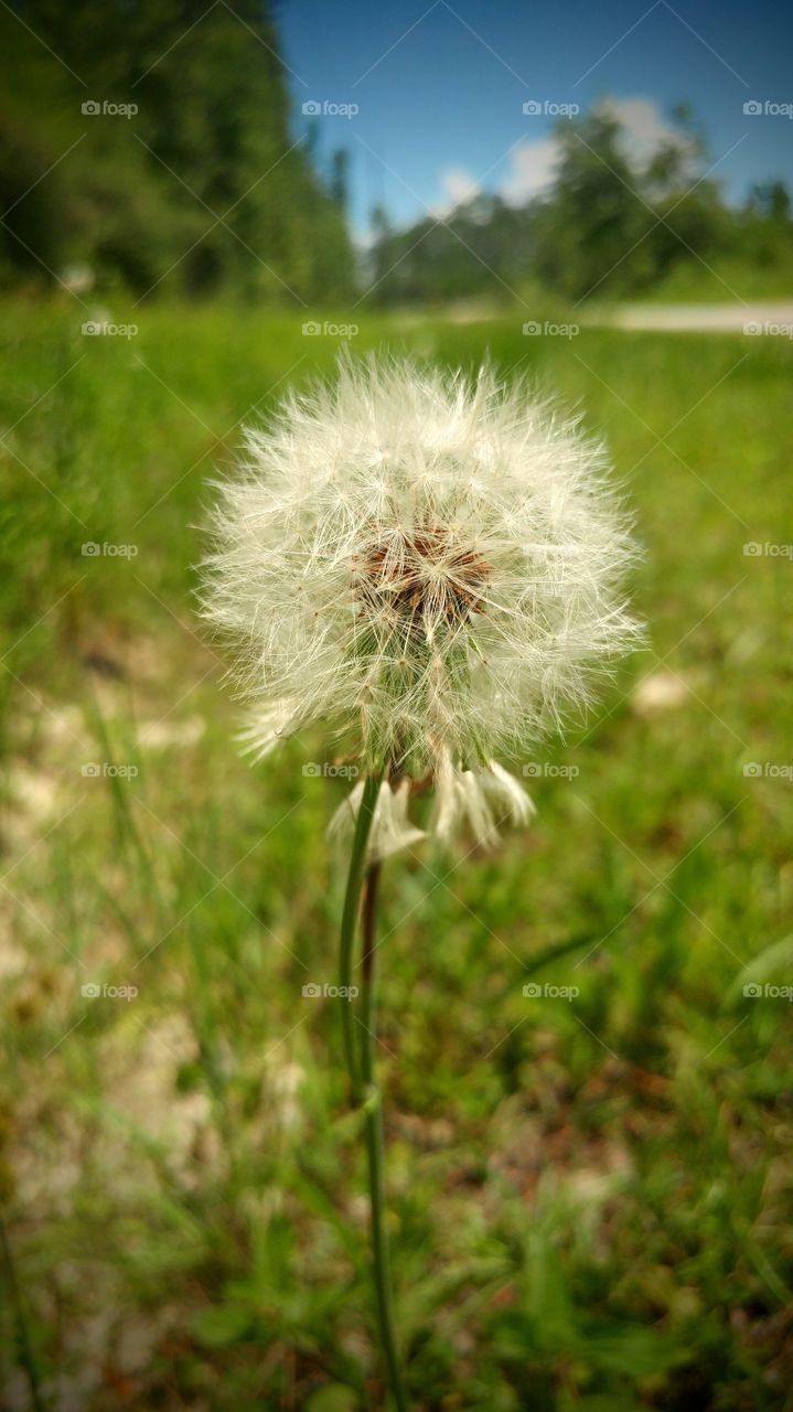 dandelion seeds