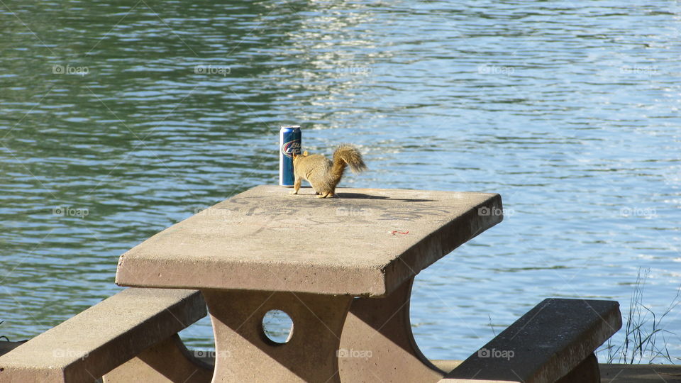 Budweiser squirrel. hanging out after River Park