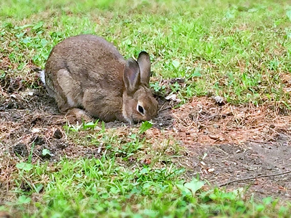 Baby rabbit outside digging hole