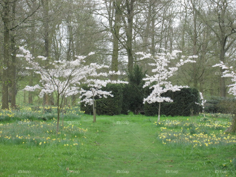 Autumn Blossom