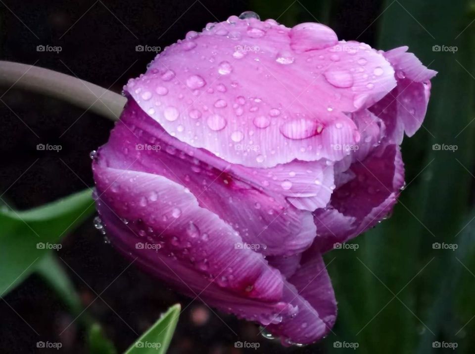 Purple tulip with raindrops