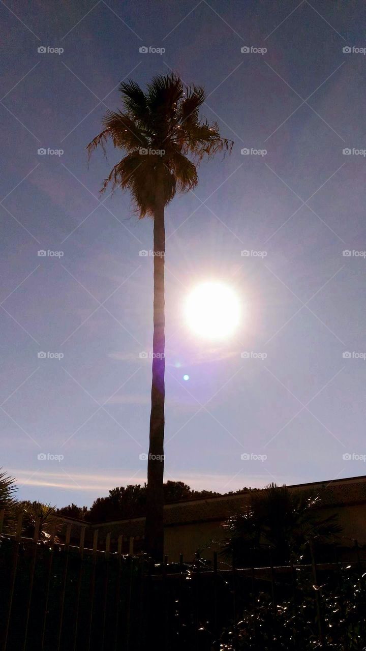 The warm spring sun and a palm tree on the Italian island of Ischia