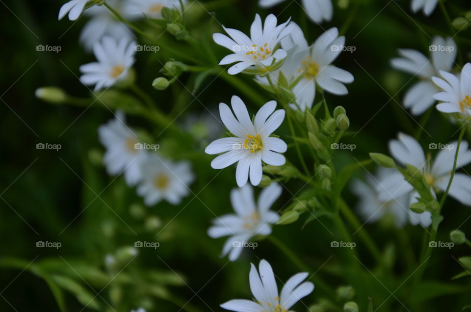 flower white with spetial petal