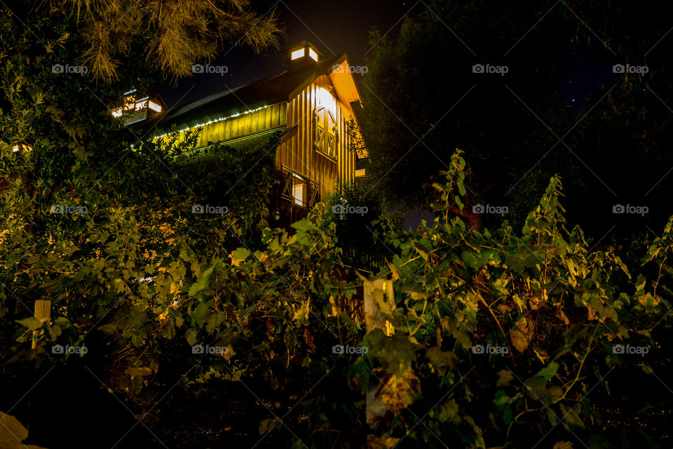 Starlight Vineyard