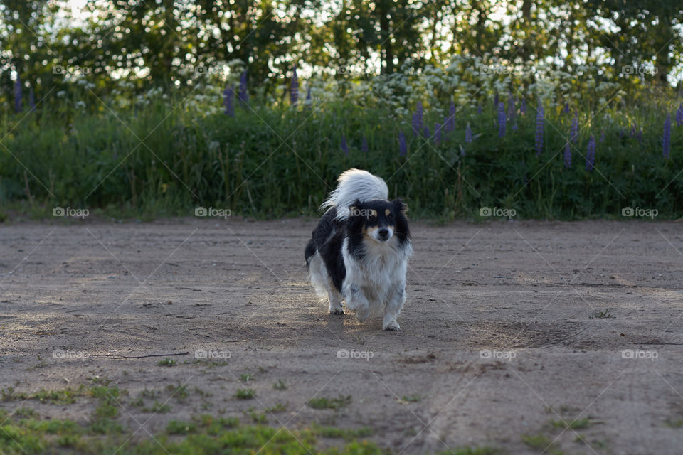 fluffy dog ​​running along the road