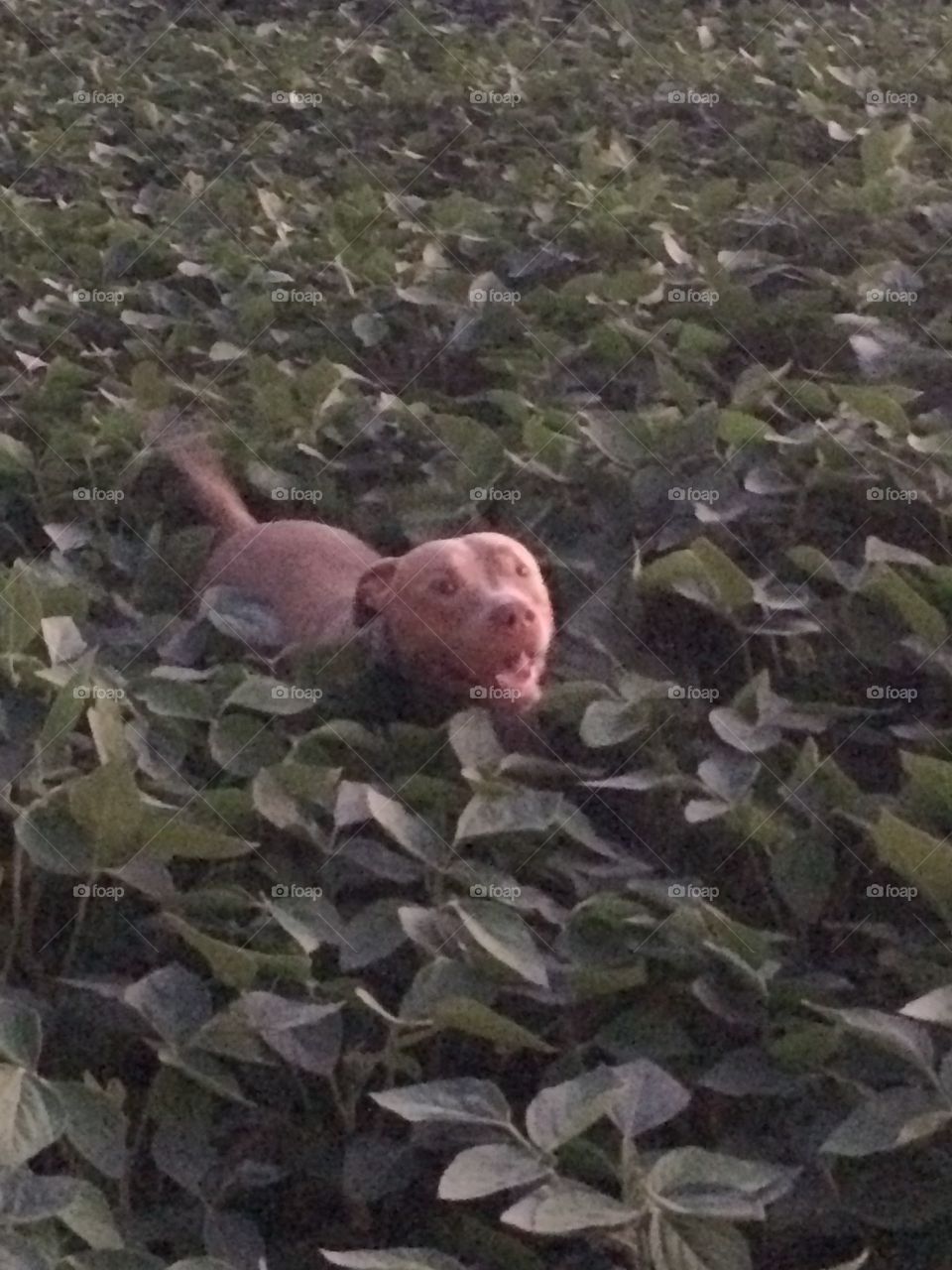Lou in bean field 