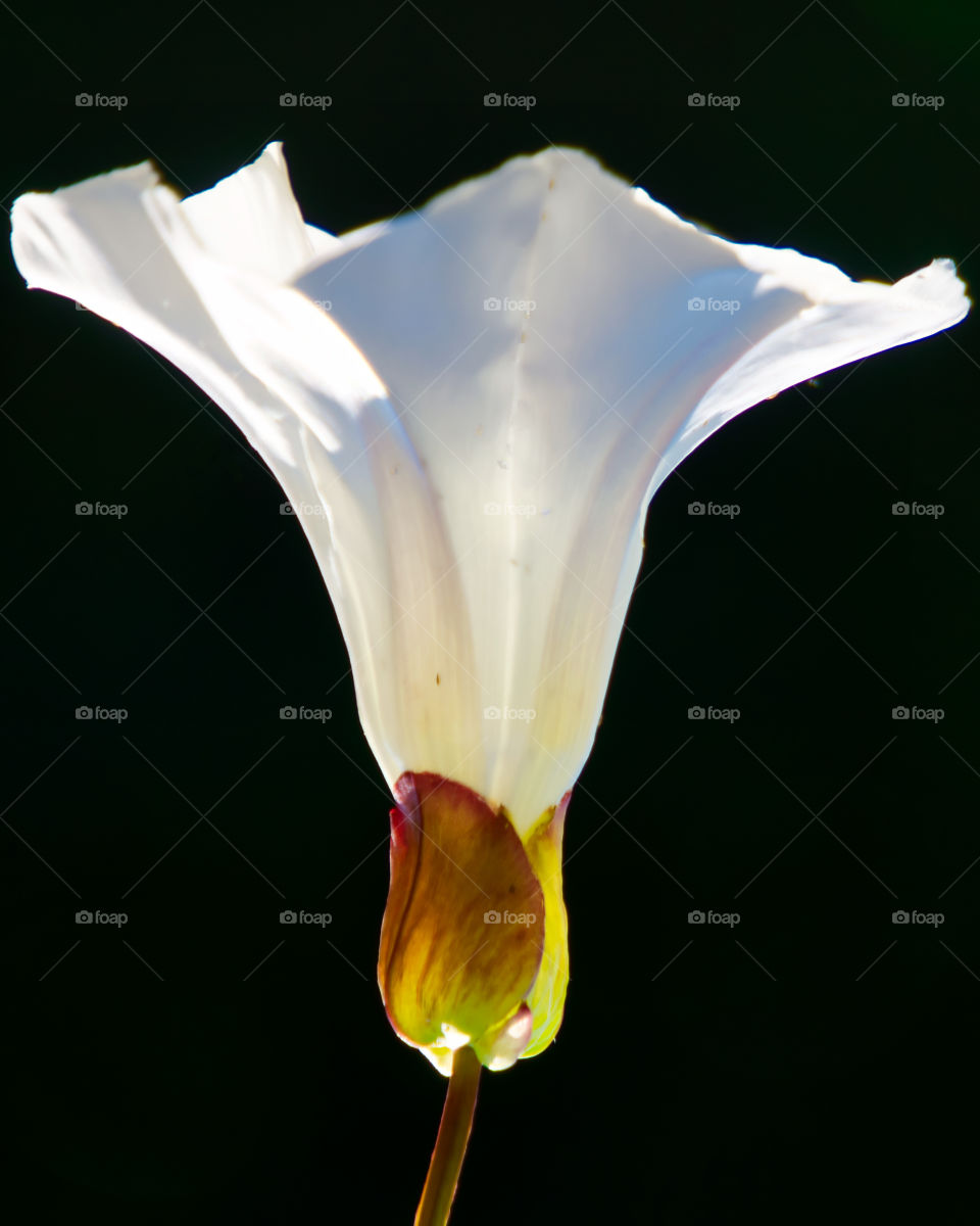 bindweed flower