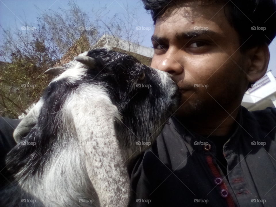 Kissing Goat