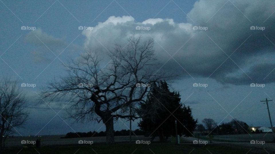 Tree, Landscape, No Person, Weather, Fog