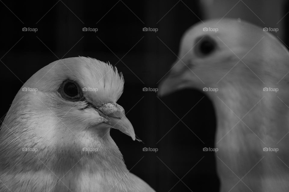 white pigeons 