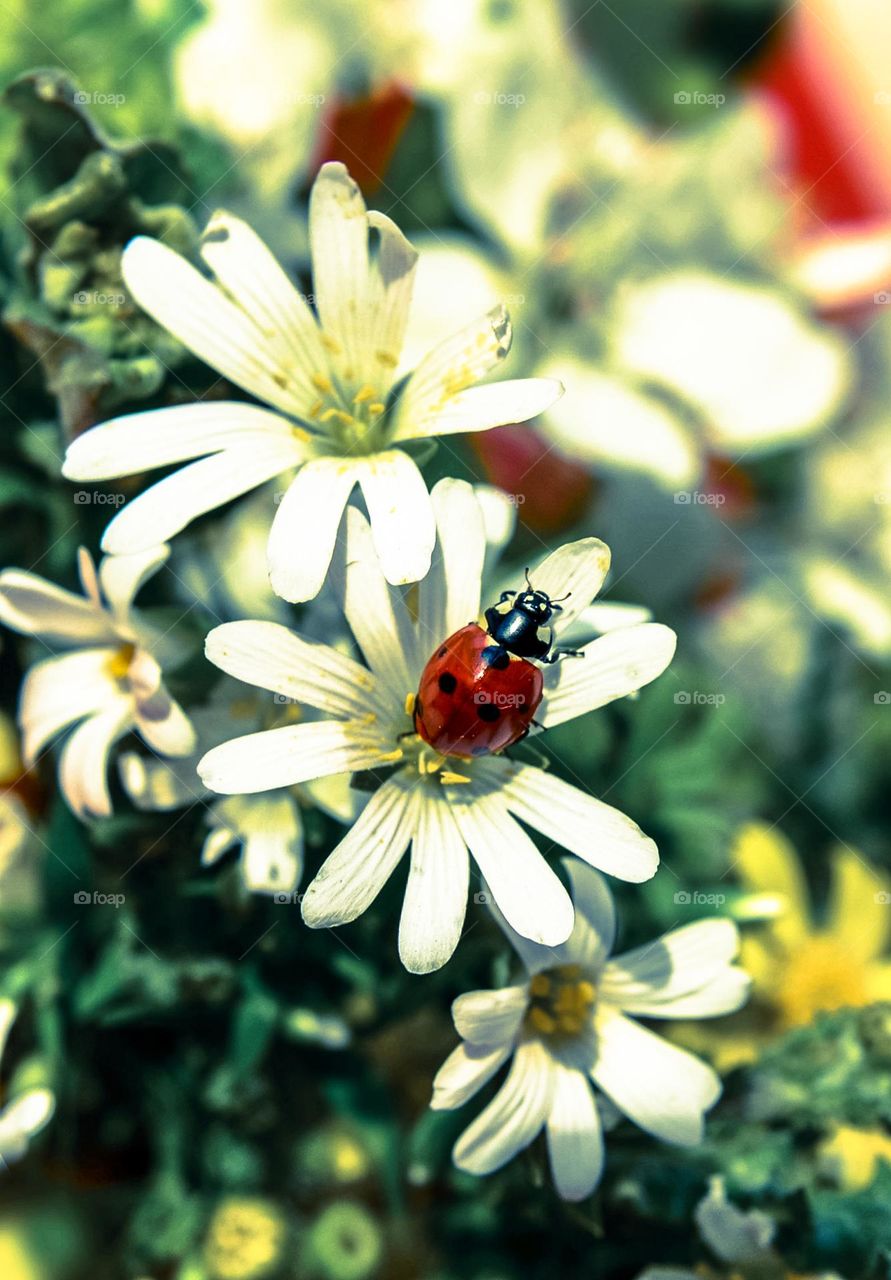 Ladybug